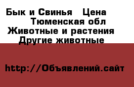 Бык и Свинья › Цена ­ 250 - Тюменская обл. Животные и растения » Другие животные   